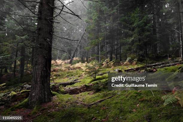 forest sanctuary - auvergne stock-fotos und bilder