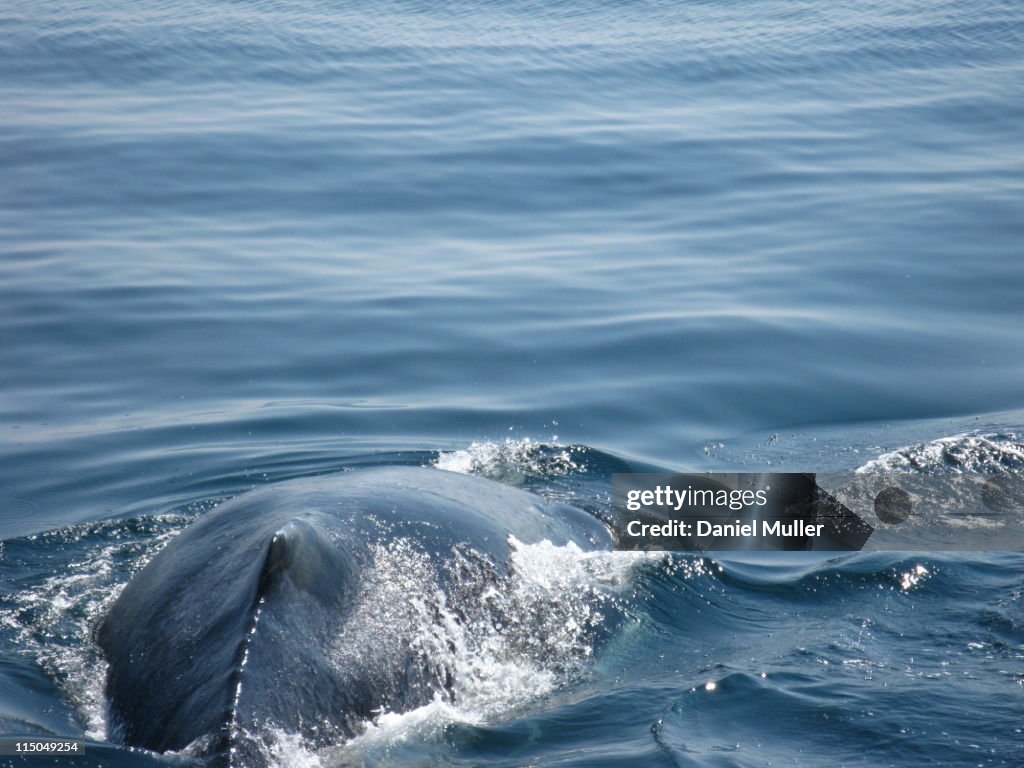 Humpback Whale