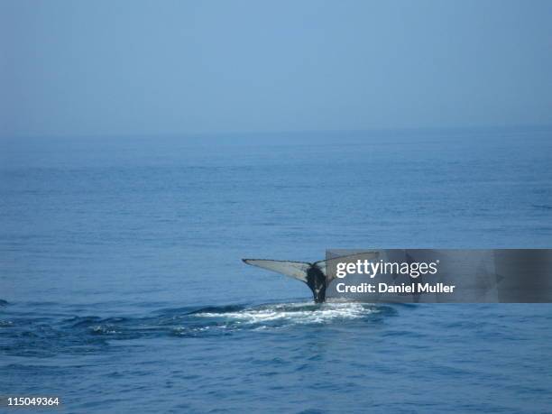 whale tail - cape cod bay stock pictures, royalty-free photos & images