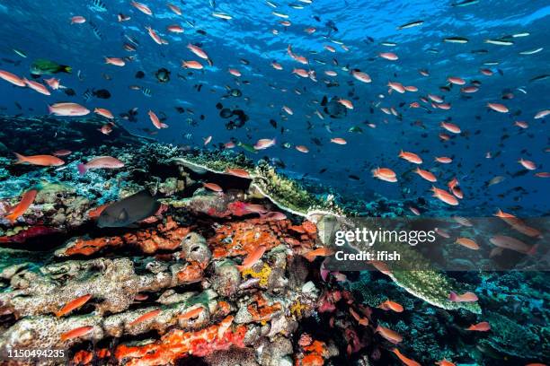 colorful reef ecosystem at a sea mountain, komodo national park, indonesia - dascyllus trimaculatus stock pictures, royalty-free photos & images