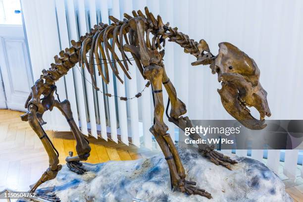Cave bear skeleton . National Museum of Slovenia. Ljubljana. Slovenia, Europe.
