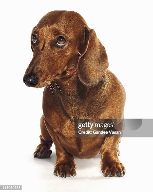 dachshund looking up - sad dog stock-fotos und bilder