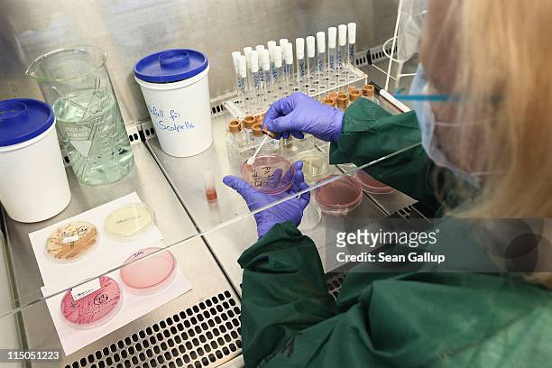 Lab technician prepares a bacteria culture with a sample of stool taken from a patient possibly suffering from enterohemorrhagic E. Coli, also known...