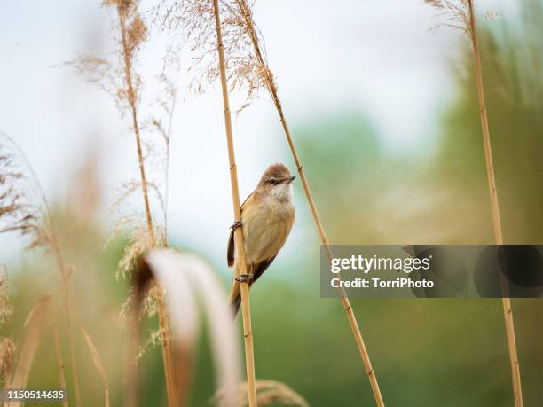 great reed warbler - riet stockfoto's en -beelden