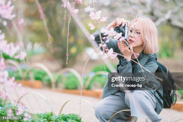 ung kvinna tar bilder av körsbärs blommor - hanami bildbanksfoton och bilder