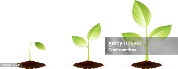 growing plant - small beginnings stock illustrations