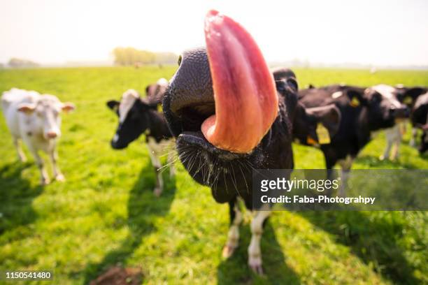licking cow - cow stock-fotos und bilder