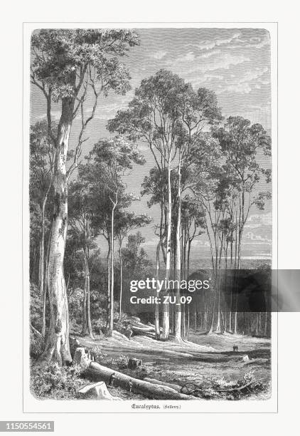 ilustraciones, imágenes clip art, dibujos animados e iconos de stock de bosque de eucalipto australiano, grabado en madera, publicado en 1897 - cultura australiana