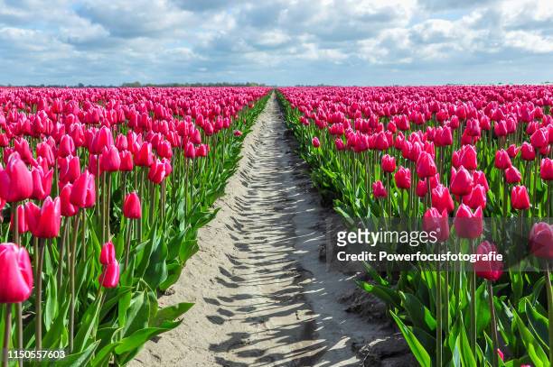 vanishing tulips - groningen netherlands stock pictures, royalty-free photos & images