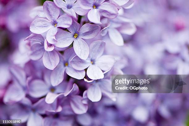 fliederblüten - lilac stock-fotos und bilder