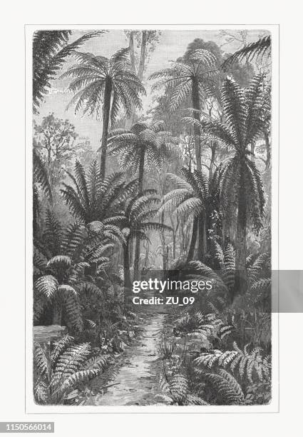 fern forest in south australia, wood engraving, published in 1897 - nature tree black white stock illustrations
