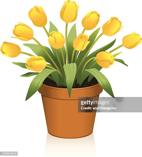 gelbe tulpen - tischdekoration stock-grafiken, -clipart, -cartoons und -symbole