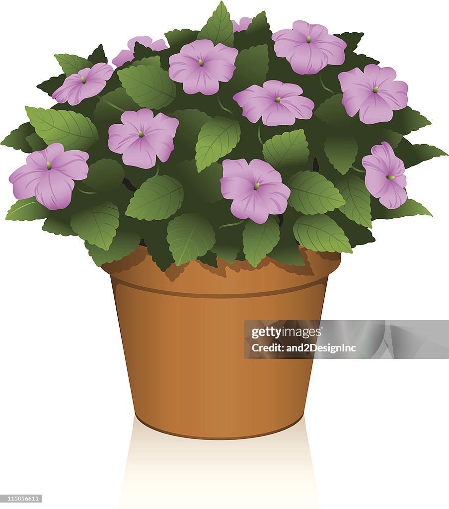 Violet impatiens