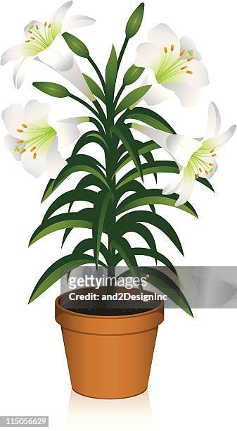 easter lily - easter lily stock-grafiken, -clipart, -cartoons und -symbole