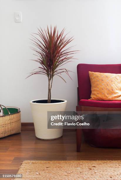 interior close-up of living room with chair, plant and fiber rug - dracena plant - fotografias e filmes do acervo