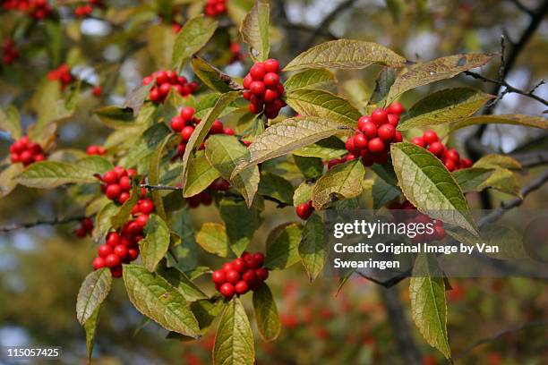 ilex verticillata - winterberry holly stock pictures, royalty-free photos & images