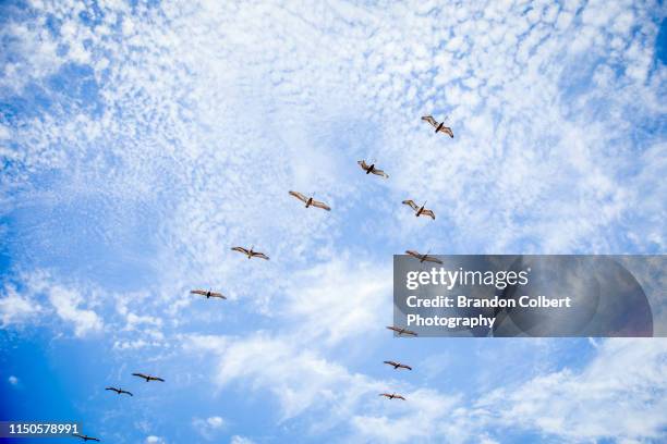 bird's flying high - flock of birds stock-fotos und bilder