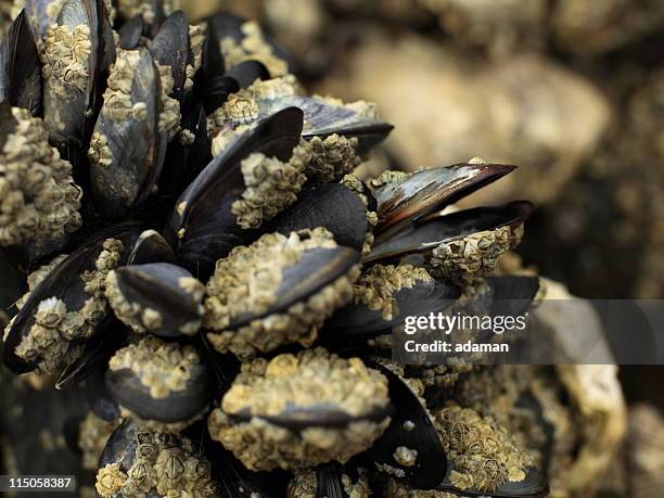 mussels - barnacle stock pictures, royalty-free photos & images