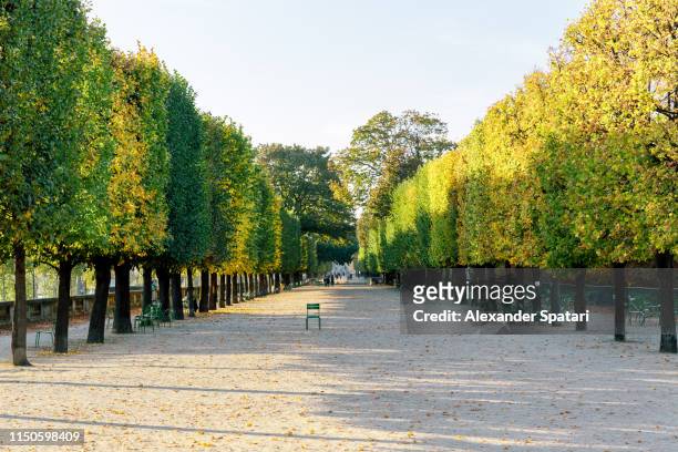 sunny day in tuileries garden, paris - jardín de las tullerías fotografías e imágenes de stock