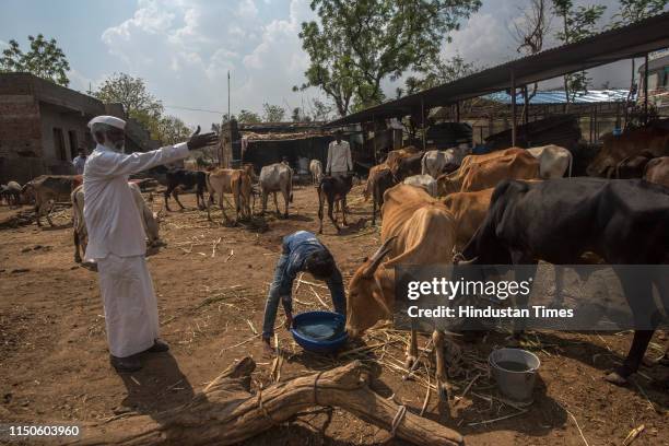 Social worker Padma Shri Sayyad Shabbir instructs his grandson at home-cum-cow shed at Dahivandi village on April 4, 2019 in Beed, India....