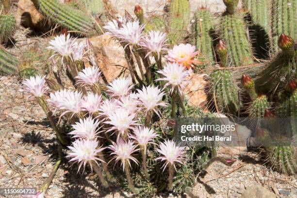 hedgehog cactus flowers - cactus blossom stock pictures, royalty-free photos & images