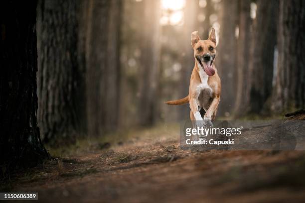 dog running in the forest - dog running stock pictures, royalty-free photos & images