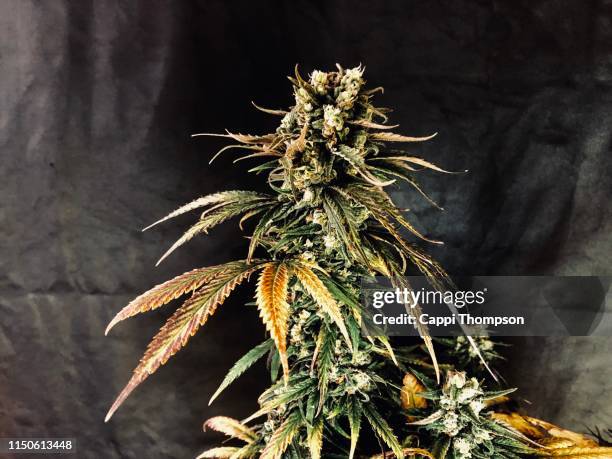 orange kush medical marijuana strain - marijuana pepsi stock pictures, royalty-free photos & images