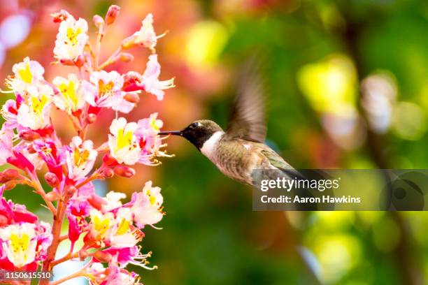 male black chinned hummingbird sipping nector from a pink chestnut flower - hummingbird stock pictures, royalty-free photos & images