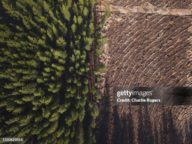 pine tree forest deforestation from above. - environmental damage stockfoto's en -beelden