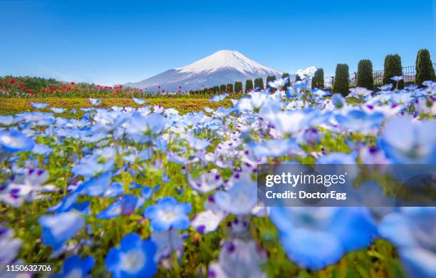 fuji mountain and baby blue eyes nemophilia flower garden in spring at hananomiyako-koen flower garden, yamanashi, japan - yamanakako photos et images de collection