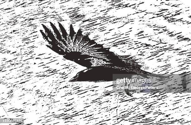 bird flying with motion blur - old crow stock illustrations