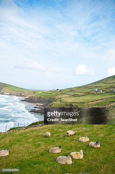 sheeps in ireland - sheep ireland stock pictures, royalty-free photos & images
