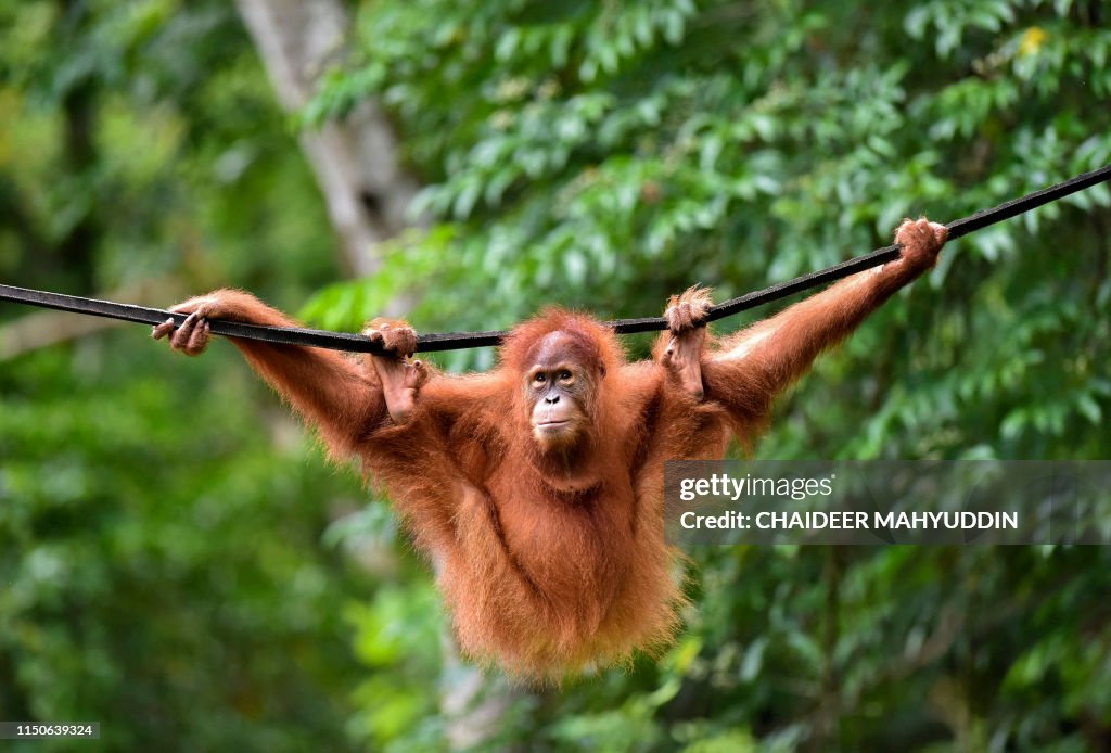 INDONESIA-ENVIRONMENT-ORANGUTAN