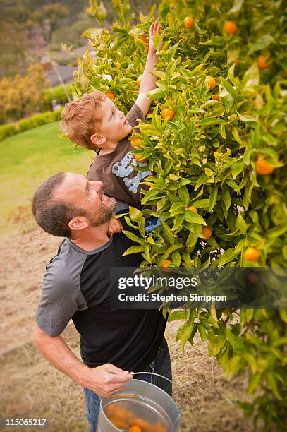 father helping son pick oranges - orange california foto e immagini stock