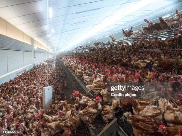 chicken farm. - bird cage stock pictures, royalty-free photos & images