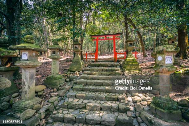 porta de torii na floresta primeval de kasugayama, registrada como um local do património mundial do unesco, parque de nara. japão - nara - fotografias e filmes do acervo