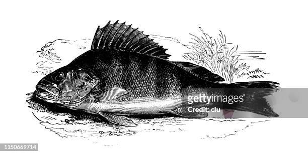 50 Cartoon Dead Fish High Res Illustrations - Getty Images