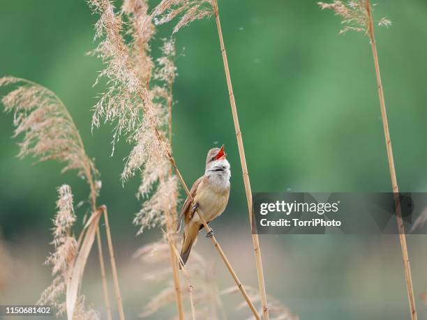 great reed warbler - luì foto e immagini stock