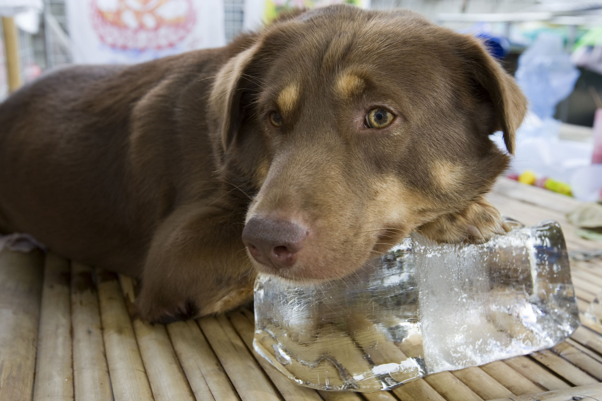 dog hot weather