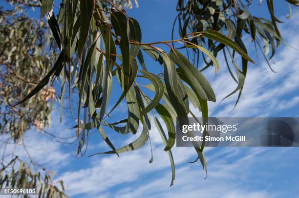 leaves of eucalyptus bicostata (known as the victorian or southern blue gum) against a thinly cloudy sky - eucalyptus leaves stock-fotos und bilder