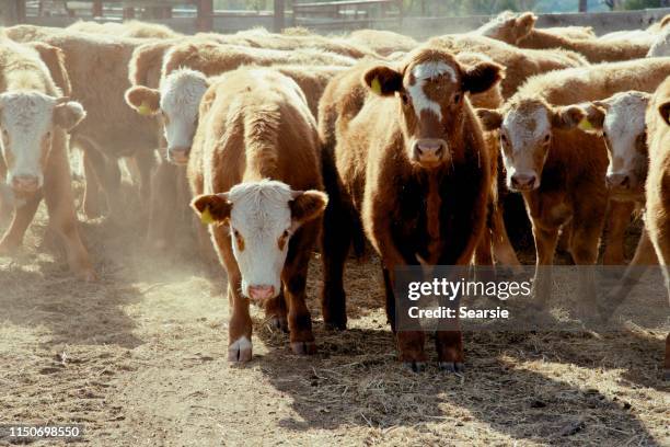 herd of beef cattle calves eating hay - beef cattle stock pictures, royalty-free photos & images