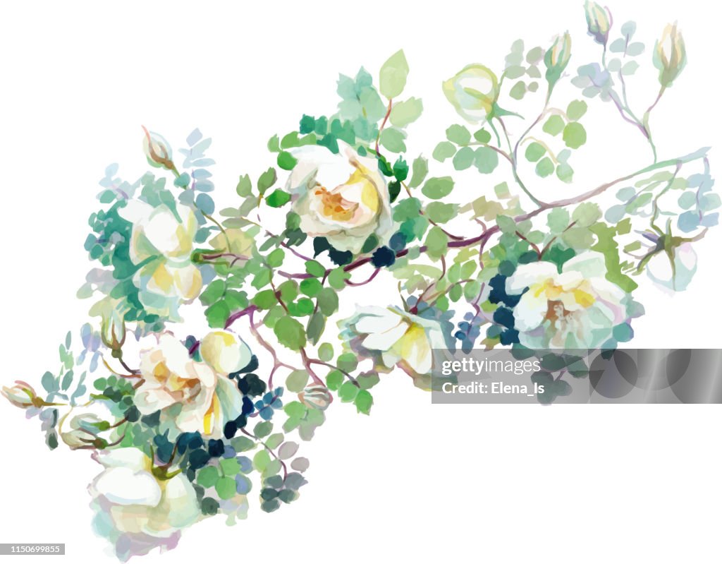 Roses . Many whites flowers with leaves on a white background.