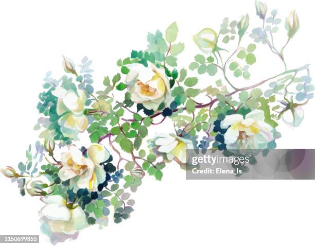 roses . many whites flowers with leaves on a white background. - watercolor flowers stock illustrations