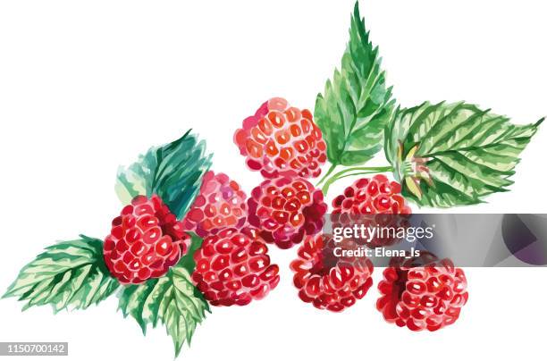 many raspberries on a white background - fruit white background stock illustrations