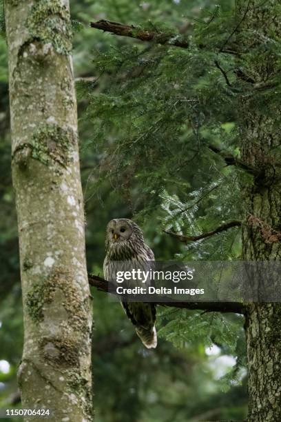 ural owl (strix uralensis) perched in tree, notranjska forest, slovenia - ural owl stock pictures, royalty-free photos & images