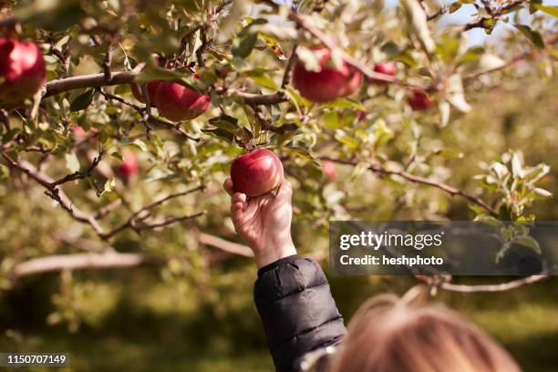 girl picking apples from tree - plucking bildbanksfoton och bilder