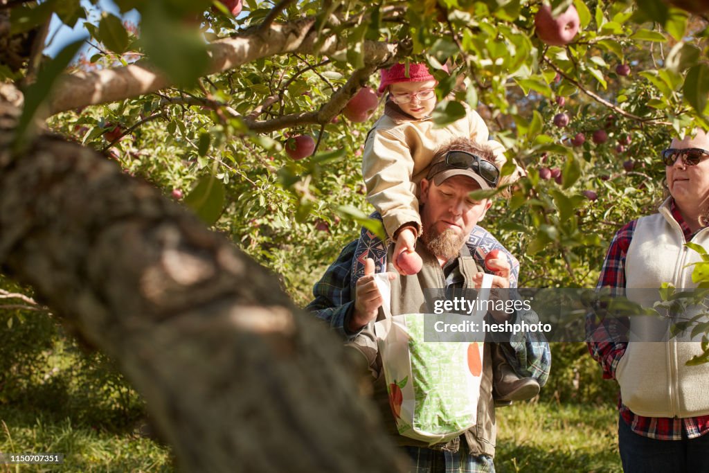 Father and daughter picking apples from tree