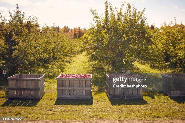 crates of apples in orchard - heshphoto - fotografias e filmes do acervo