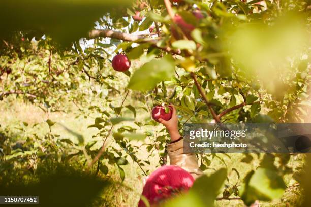girl picking apples from tree - apple tree stock pictures, royalty-free photos & images