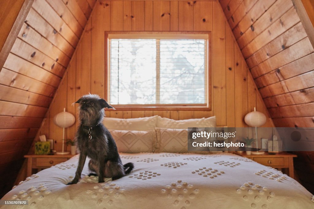 Dog on bed in A-frame house